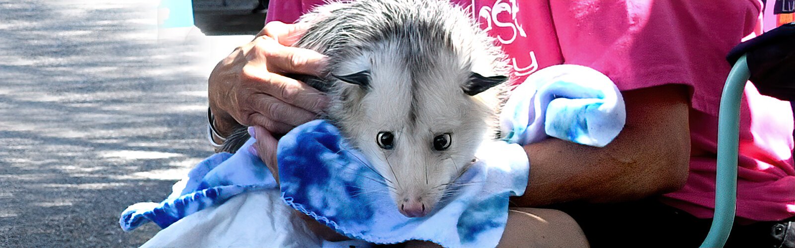 Meet "Priscilla the Possum," handled by Felicia Bangor of the Owls Nest Sanctuary for Wildlife. Not able to be released due to injuries, the small mammal has become an ambassador of the non-profit rehabilitation and wildlife rescue organization.