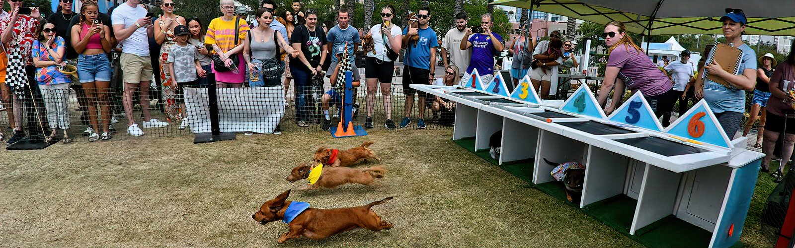 Florida Wiener Dog Derby contestants burst out of the starting gate on Saturday, May 6th at Tampa Riverfest, the free, two-day event held the first weekend of May each year along the Tampa Riverwalk.