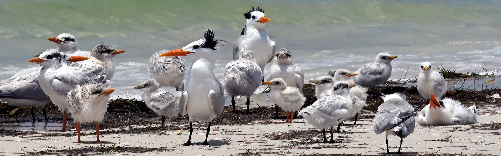 Every year, tens of thousands of royal terns, as well as sandwich terns and Caspian terns, raise their chicks by the shoreline. Our beach season is their nesting season, making it vital to share the shore.