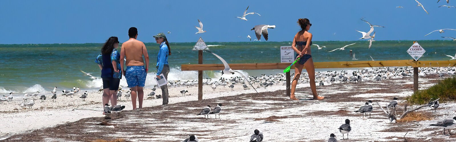Emalee Herrera, a shorebird monitor and steward coordinator with Audubon, educates beach goers about the needs of the nesting colony and the importance of not entering the protected area.