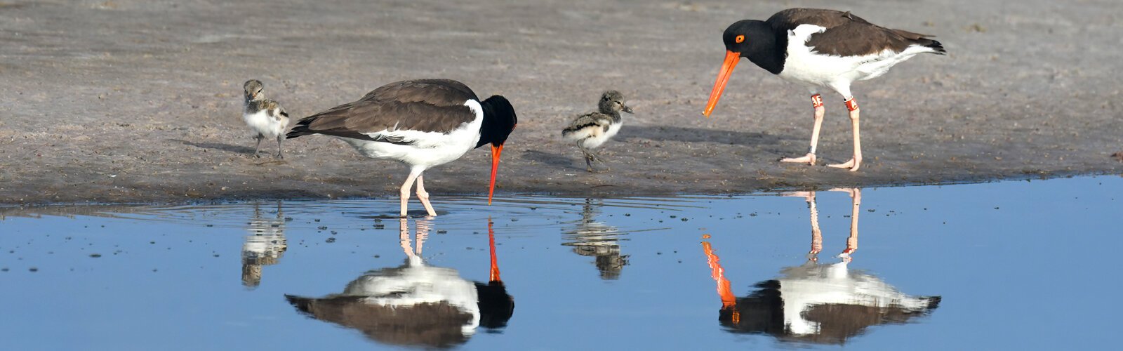 A pair of American oystercatchers forage at a tidal pool on the beach to feed their two-day-old chicks. These birds are one of four state-threatened beach-nesting species that requires particular protection.