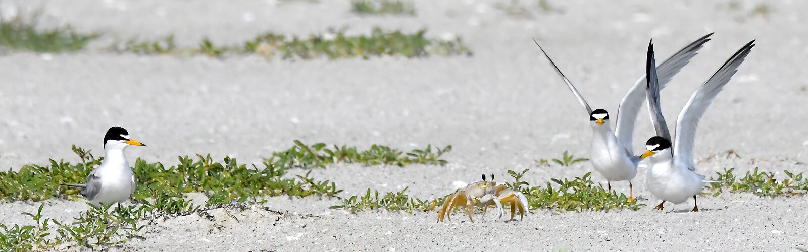 These least terns are trying to scare off a ghost crab, a serious predator of their eggs and chicks. A state-threatened species, they are the smallest of the terns. Due to loss of habitat, many have now resorted to nesting on gravel rooftops.