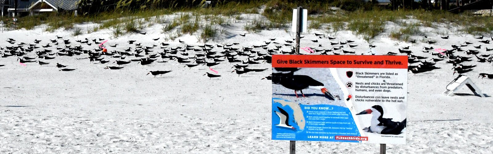 An educational sign in front of a black skimmer nesting colony informs the public about their state-threatened status and how to help them survive by giving them space and preventing human disturbances.