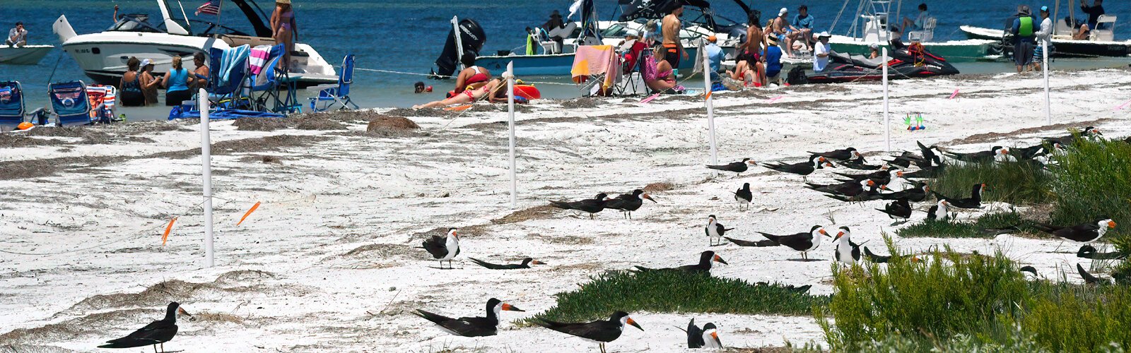 Boaters share the shore with black skimmers. The nesting area has been roped off to ensure humans maintain a safe distance for both the birds and beach goers. 