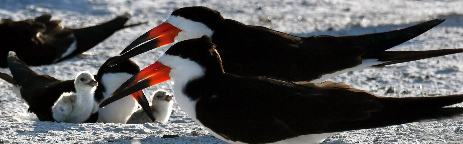 Once chicks hatch, black skimmers can be very aggressive and will attack to defend their broods. Don’t get too close and watch for these sharp red bills.