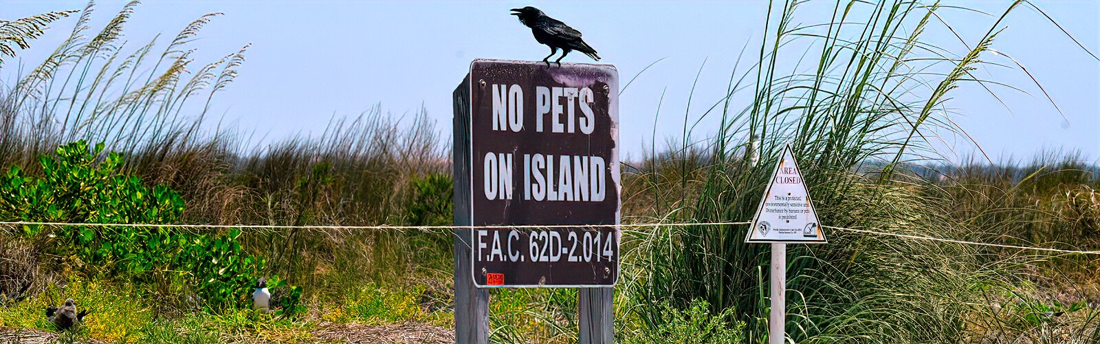 "NO PETS" signs help protect beach-nesting birds, their nests, chicks and eggs.