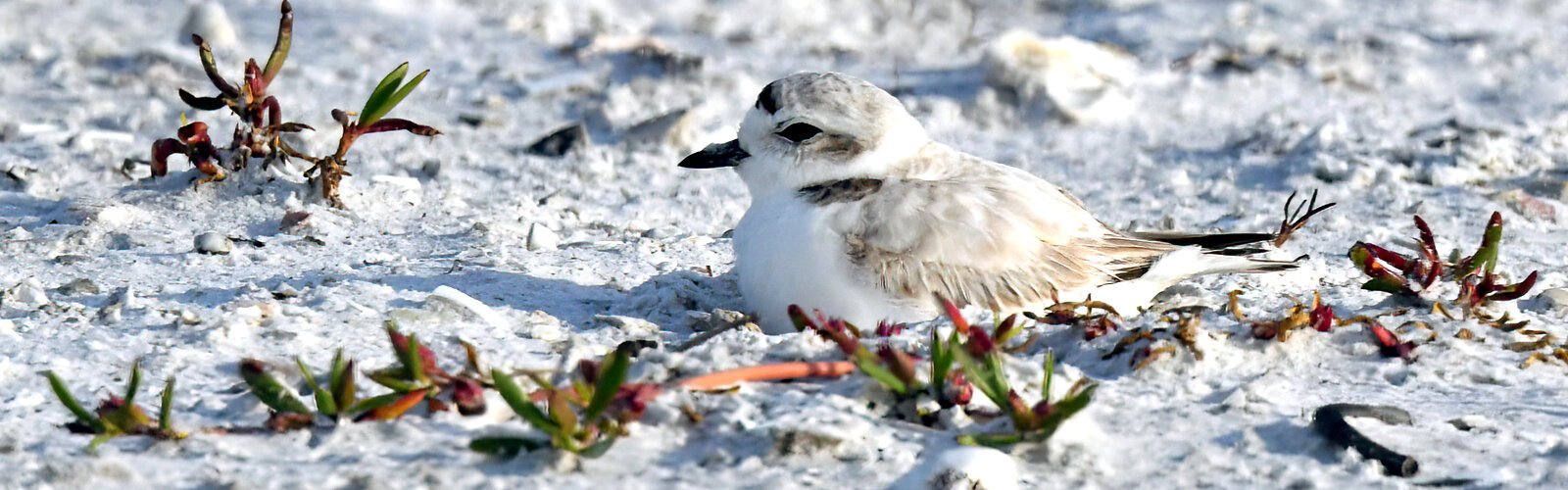 Another state-threatened species is the sand-colored snowy plover, a solitary nesting bird incubating in a scrape in the sand. In spite of its camouflage, it is vulnerable to a variety of human disturbances and animal predators.