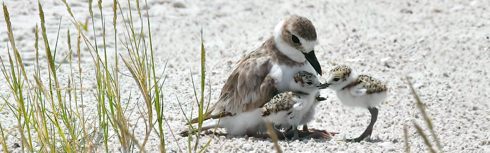 Wilson’s plovers nest on beaches and their chicks start foraging for insects within hours of hatching while their parents keep watch. For their survival, it is very important to give them space and not stress them by chasing after them. 
