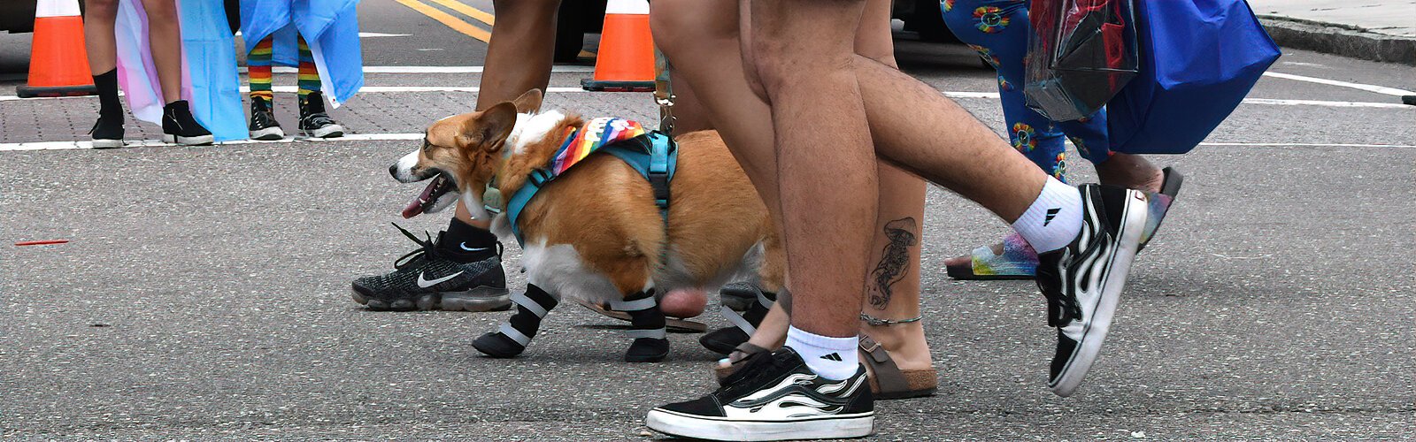 With temperatures above 90 degrees, the asphalt can burn a dog’s paws but this pride scarf-wearing pooch is well protected to walk the hot pavement with its caring humans.