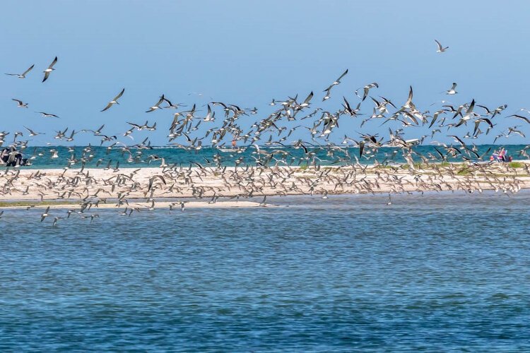 The Florida Birding and Nature Festival returns in October for its seventh year.