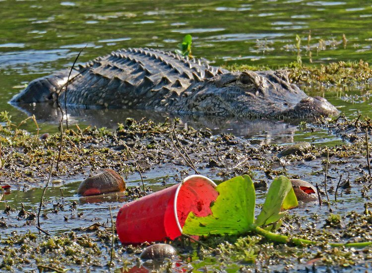 Bob Luce clears garbage and litter like discarded cups from the Hillsborough River to protect wildlife such as birds, turtles and alligators.