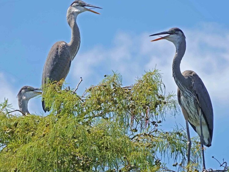 While cleaning trash from the Hillsborough River, Bob Luce indulges his passion for wildlife photography, capturing images like this shot of great blue herons.