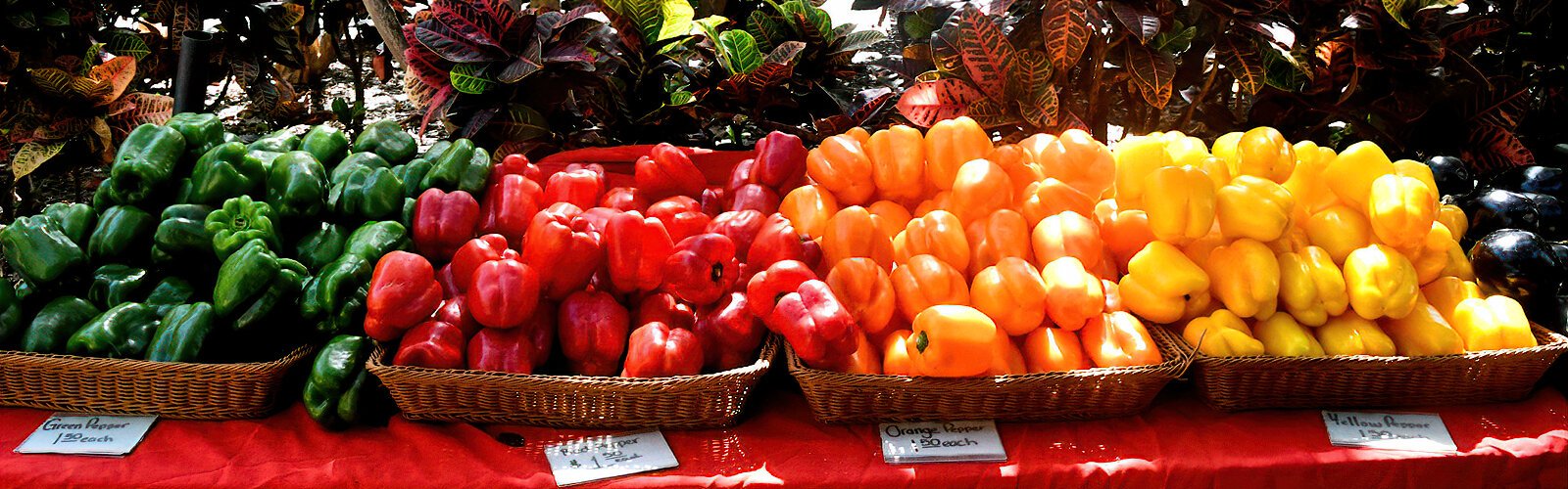 With lots of freshness and color appeal, these bell peppers are just a sample of the farm fresh produce at the Saturday Morning Market in St. Petersburg, currently located at Williams Park for the summer until August 26th.