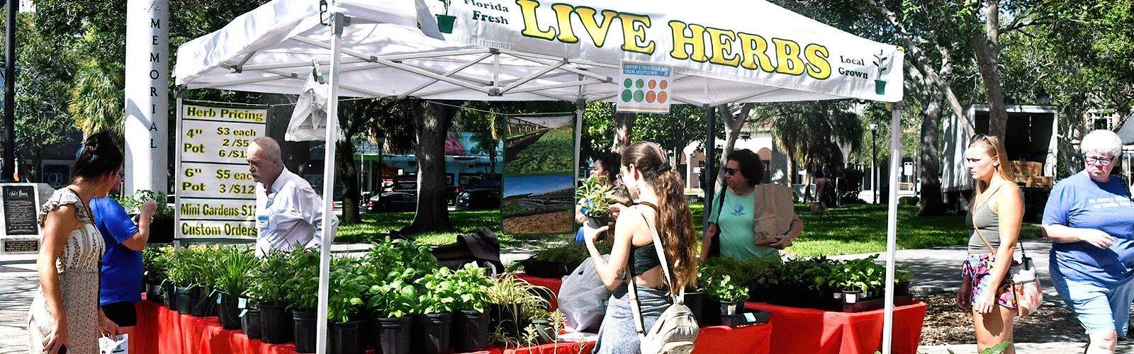 Live locally-grown herbs, plants and sunflowers can be bought from various vendors at the  Saturday Morning Market in St Petersburg.