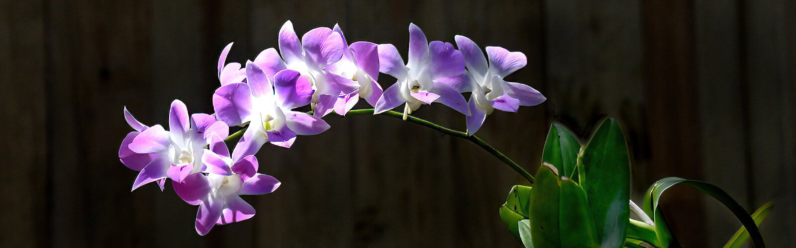 A Dendrobium alliance orchid is a sweet green companion waiting to be purchased at the USF Bull Bash plant market.