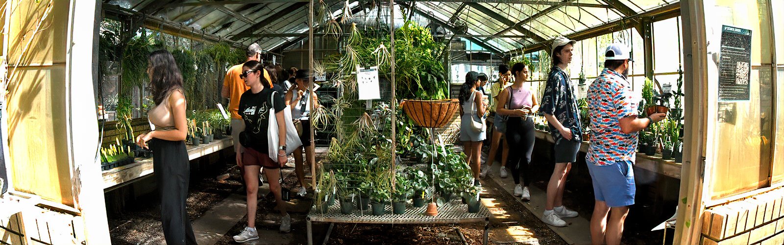 The Bull Bash plant market drew a crowd of plant lovers to the USF Botanical Gardens in Tampa on August 19th.