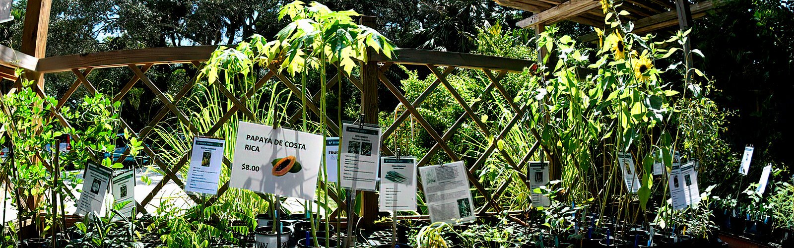 Vegetables and fruit bearing plants as well as other edible plants were available to purchase at the USF Bull Bash plant market.