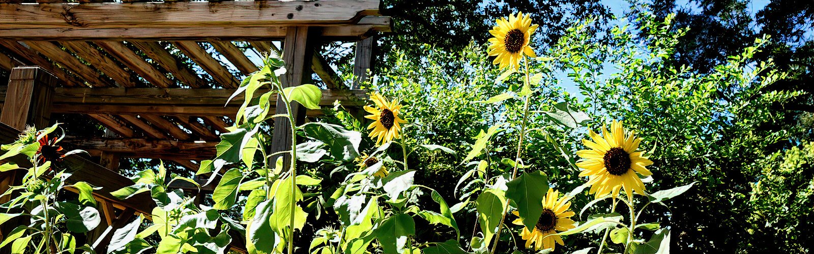 Tall sunflowers turning their faces to the sun were among the variety of outdoor plants available for sale at the USF Bull Bash plant market.  