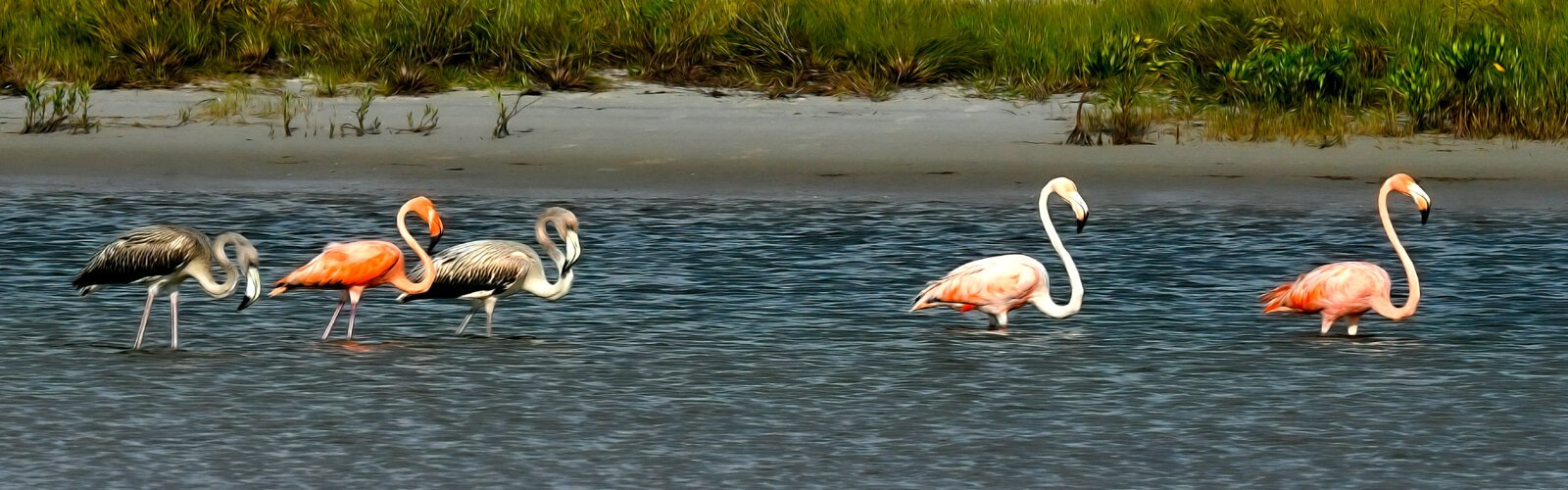 As cooler fall temperatures arrive, we look back at the flocks of American flamingos who, after being displaced by Hurricane Idalia, suddenly appeared around Tampa Bay and in a dozen eastern states.