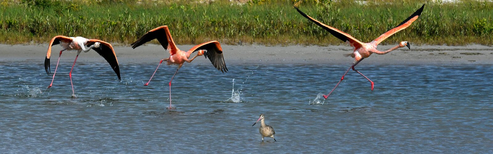 Suspected to have come from Cuba or Mexico, the pink visitors surprised everyone, including local shorebirds like this marbled godwit, with their avian dimensions.