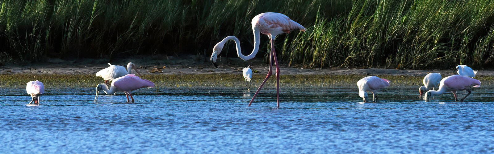  In Fort De Soto Park, this tall male flamingo mingled with roseate spoonbills, the main pink birds of Florida often mistaken for flamingos when in flight.
