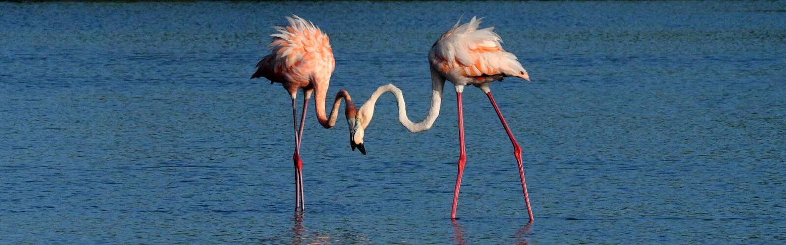 While foraging, the male flamingo heard his mate calling him softly, and with pink feathers ruffled out in excitement, the two reunited beak to beak.
