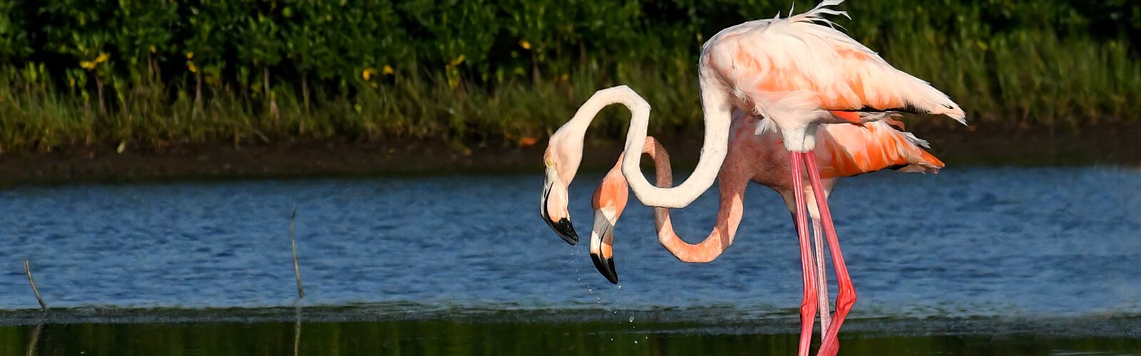 A synchronized display of parallel moves made with their long necks demonstrated that the two flamingos were indeed a bonded pair.