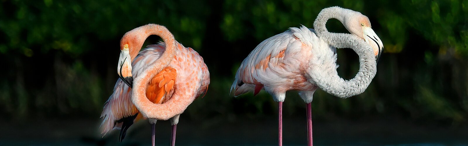 Before hundreds of flamingos were displaced from abroad by Hurricane Idalia, there were no wild flamingos on Florida shores except in the Everglades area.