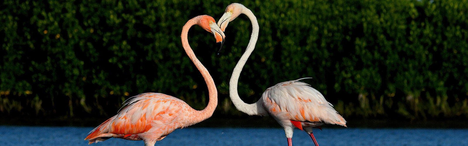 Flamingos are said to be monogamous and the heart shape this pair formed with their necks is a beautiful display of their affection for each other.