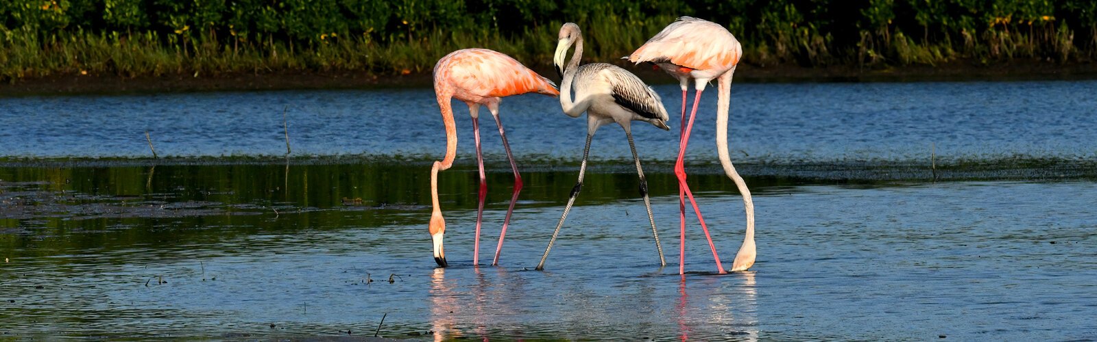 Soon, their youngster joined them. Flamingos raise a single chick during the nesting season and juveniles have grey feathers for their first two years.