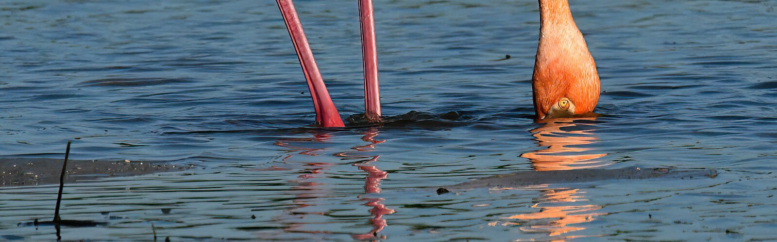 Flamingos feed by filtering water with their head upside down in water, catching algae, shrimp and insects. The pigment in their food gives them their pink/orange color. 