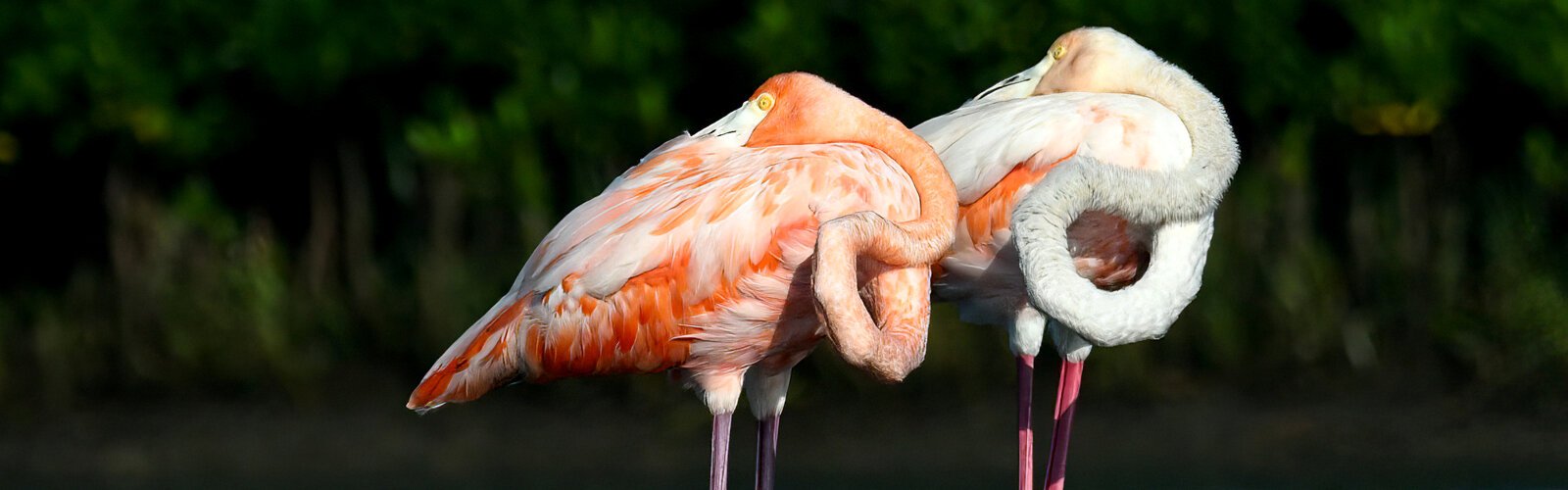 This beautiful pair of flamingos was doing everything in sync, preening, eating, sleeping. They were photographed with a long telephoto lens from a respectful distance.
