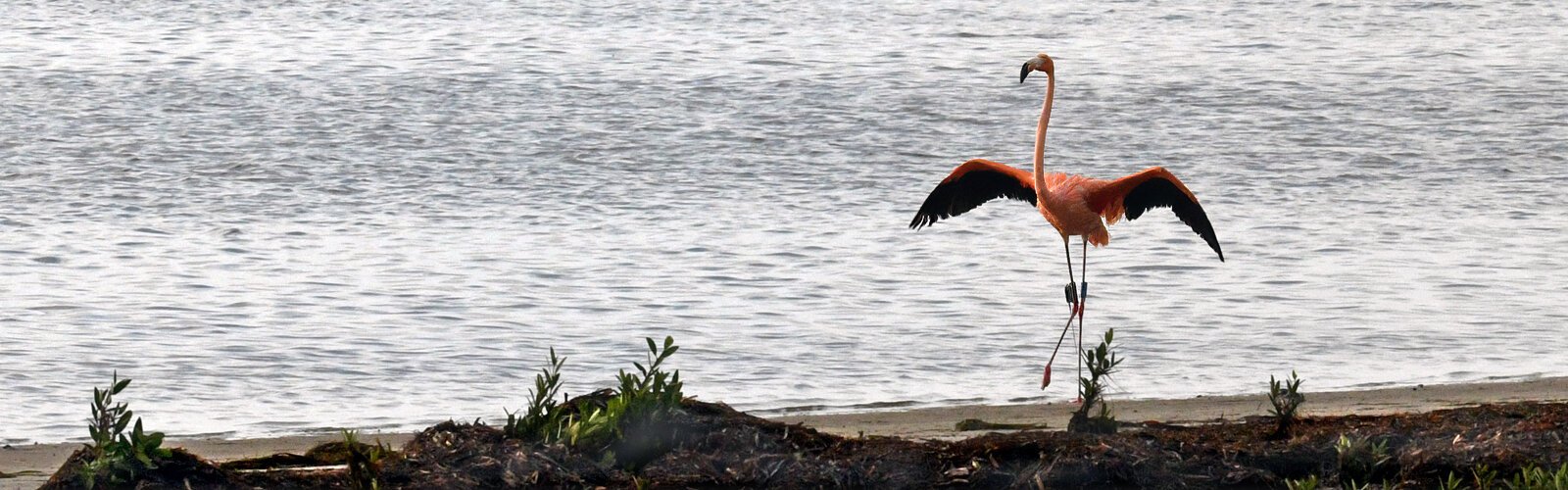  And then there is Peaches. Rescued as it was floating exhausted in the bay, this displaced flamingo was rehabilitated at the Seaside Seabird Sanctuary and fitted with a band and a satellite transmitter before being released. 