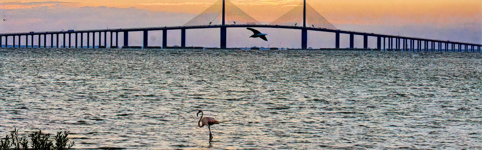 Peaches could be seen hanging out at Fort De Soto. It liked to forage there during the day.