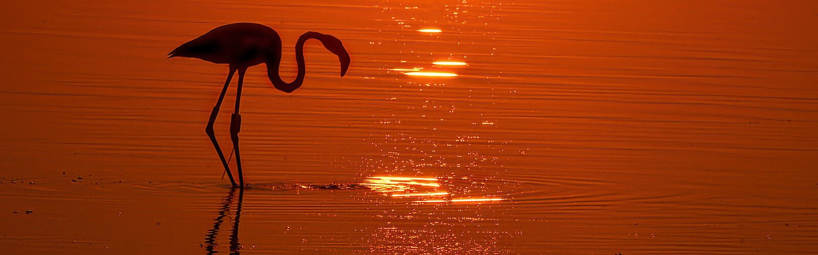 Unfortunately, in early October Peaches was scared away from Fort De Soto Park by a group of kite surfers, a volunteer with the nonprofit group Birds in Helping Hands told Bay News 9.