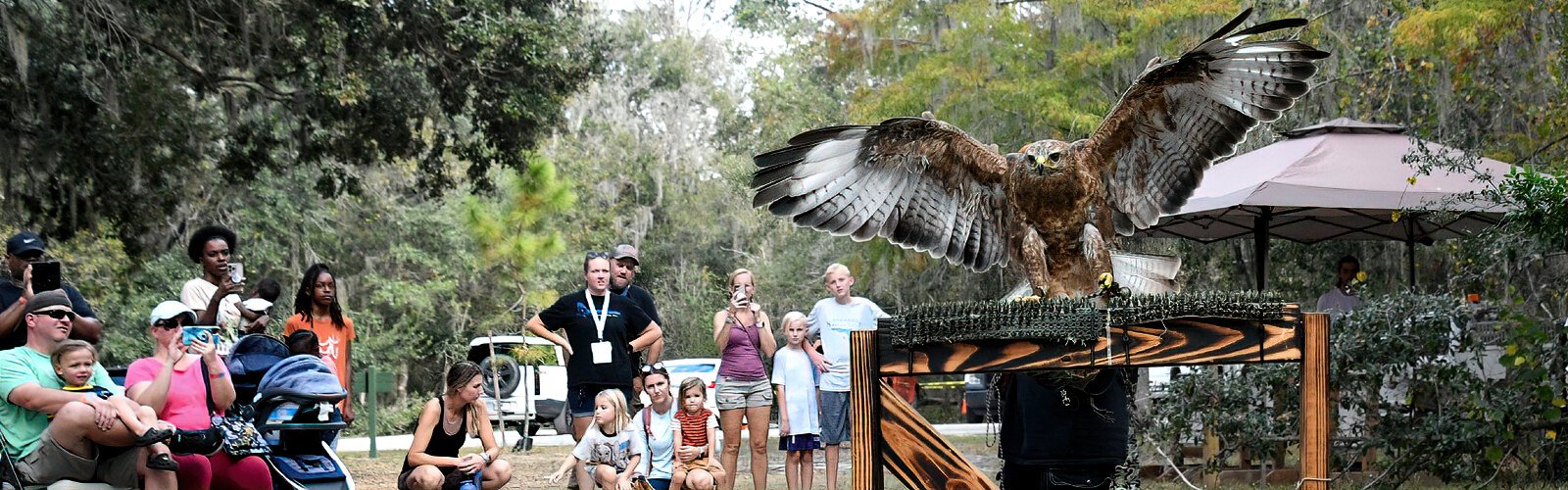 Mave, a European common buzzard, is showcased by Knight Wings at the fifth annual Wonders of Wildlife Festival on November 11th at Edward Medard Conservation Park in Plant City.