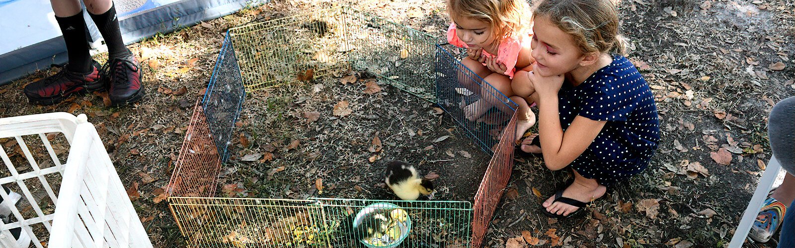 Alana, 2, and Aurora, 5, are fascinated by two Muscovy ducklings on display by the Riverview-based Muscovy Sanctuary of Florida, which has a mission to protect this often-mistreated duck species. 