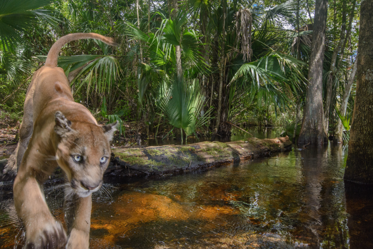 “Carlton Ward Jr: Path of the Panther” is on exhibit at the Florida Museum of Photographic Arts (FMoPA) main gallery in Ybor City from December 7 through March 17, 2024. 