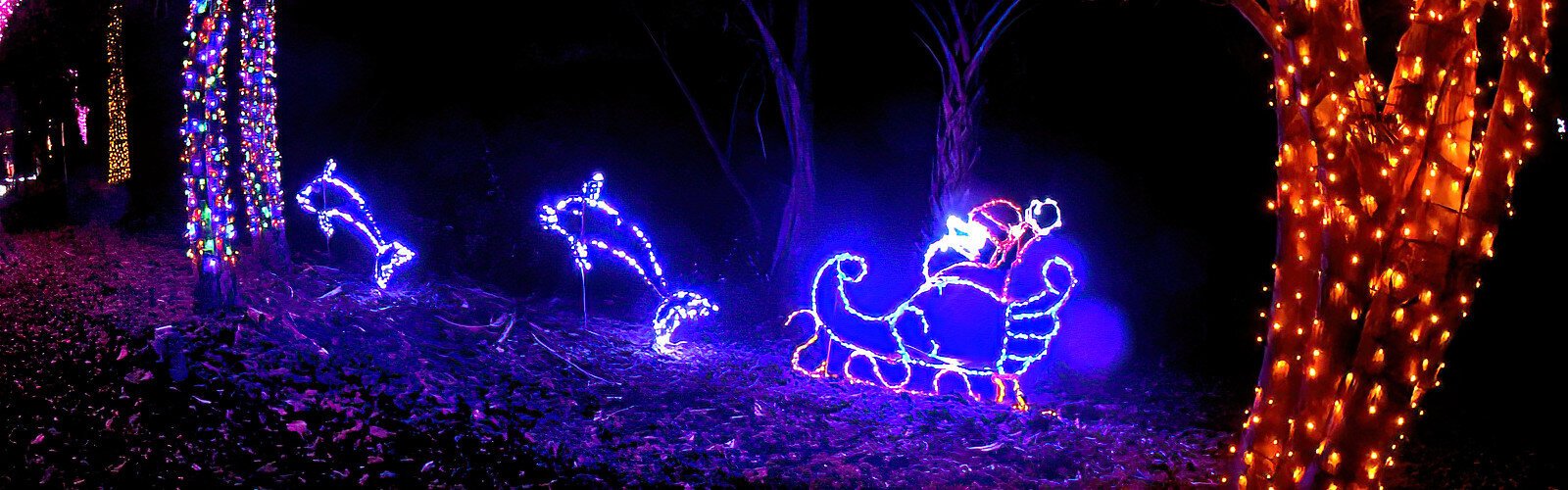 No reindeer for Santa at the Florida Botanical Gardens’ Holiday Lights in the Gardens, but playful dolphins are ready to take him through a sea of colorful lighting.