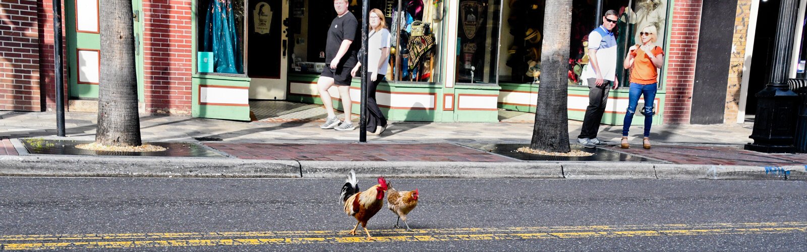 A permanent fixture of Ybor City, a pair of determined roosters crossing the street in perfect synchrony brings marveling stares from nearby onlookers.