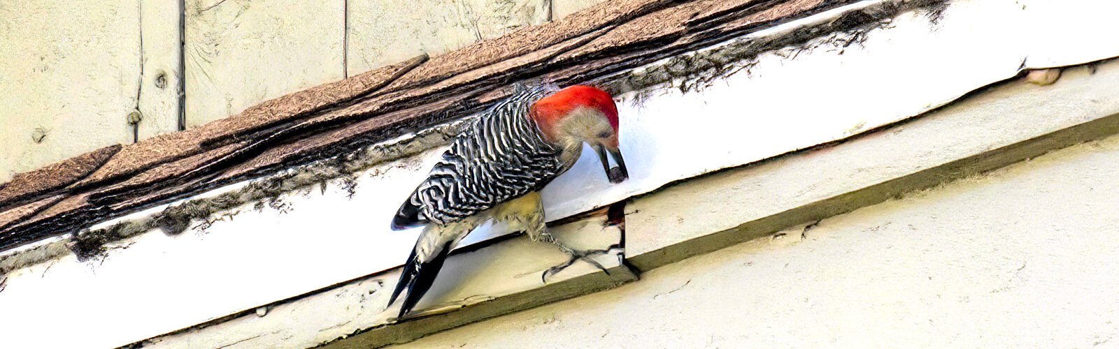 The royal palm trees lining Booker Creek are like a treasure house for red-bellied woodpeckers who tuck away their ripe fruit in the crevices of some of Roser Park’s old mansions.