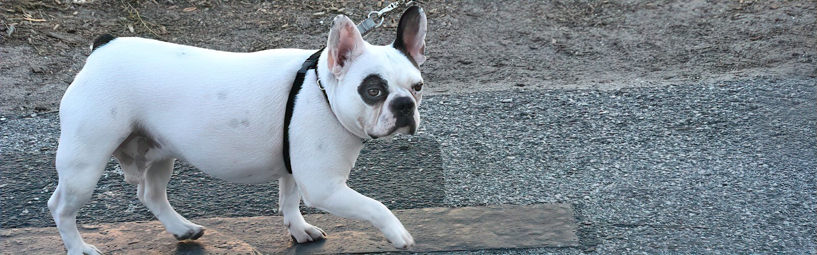 Painted on murals or strutting the pavement, canines are ubiquitous in pet-friendly Dunedin. Beware, this one’s a charmer!