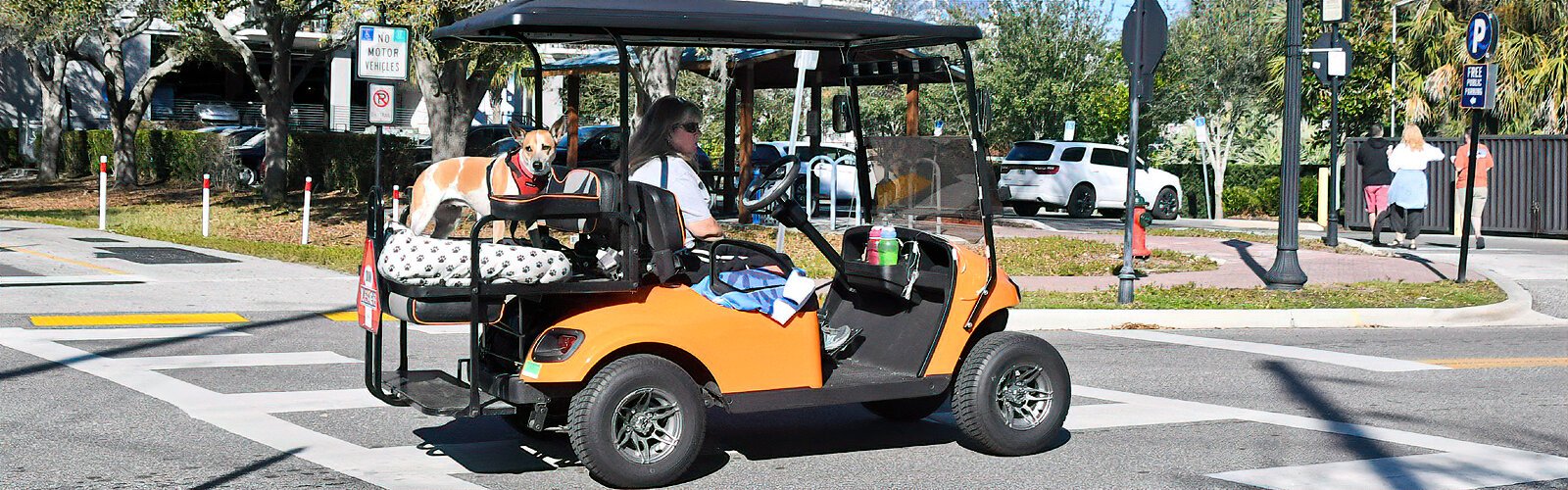 Comfy on its doggy bed, this pooch gets to ride through Dunedin in a golf cart.