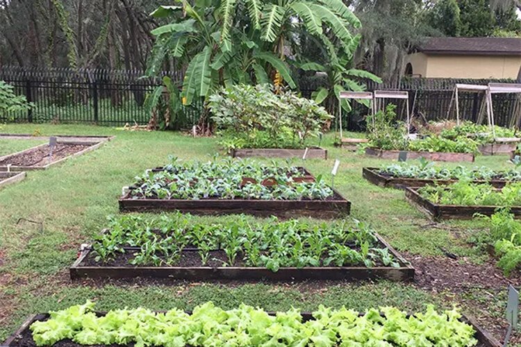 The community garden is another resource  at Harvest Hope Park.