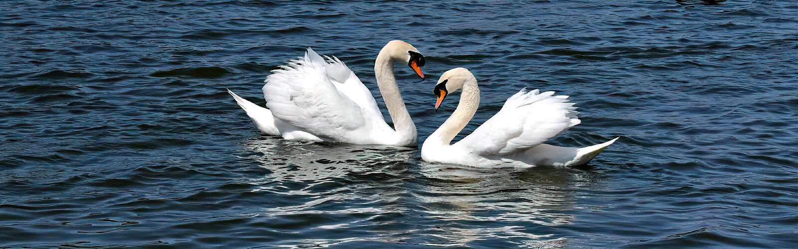 A bonded pair of mute swans performs a courtship dance during the breeding season presently occurring at Lake Morton.