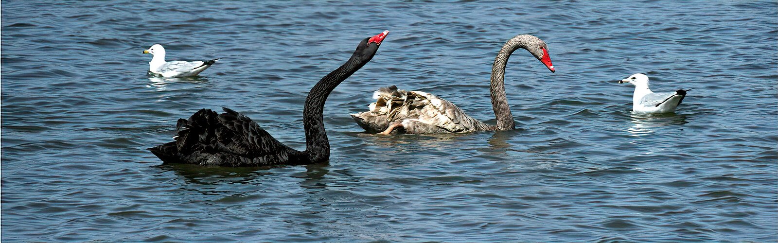 In addition to the European white mute swans, Australian black swans and merle silver black swans bring the swan population of Lake Morton to close to 60 swans.