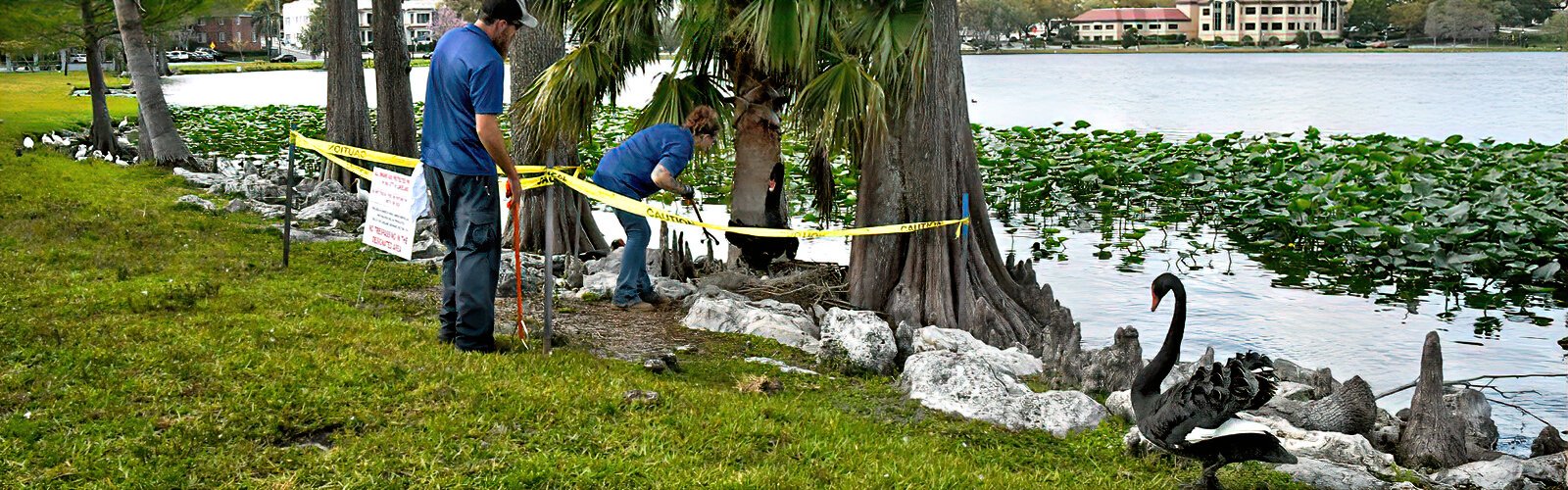Lakeland Parks, Recreation & Cultural Arts staff member Samantha Drew, aka “the Swan Lady,” checks on an incubating black swan, a species that nests twice a year, in the spring and in the fall.