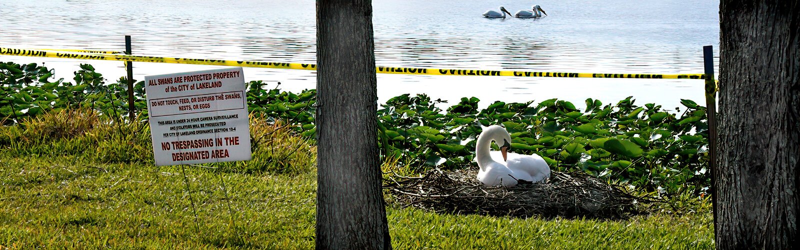 Swans are protected property of the City of Lakeland and the area along the water's edge where they build their nest and incubate is posted and under video surveillance.