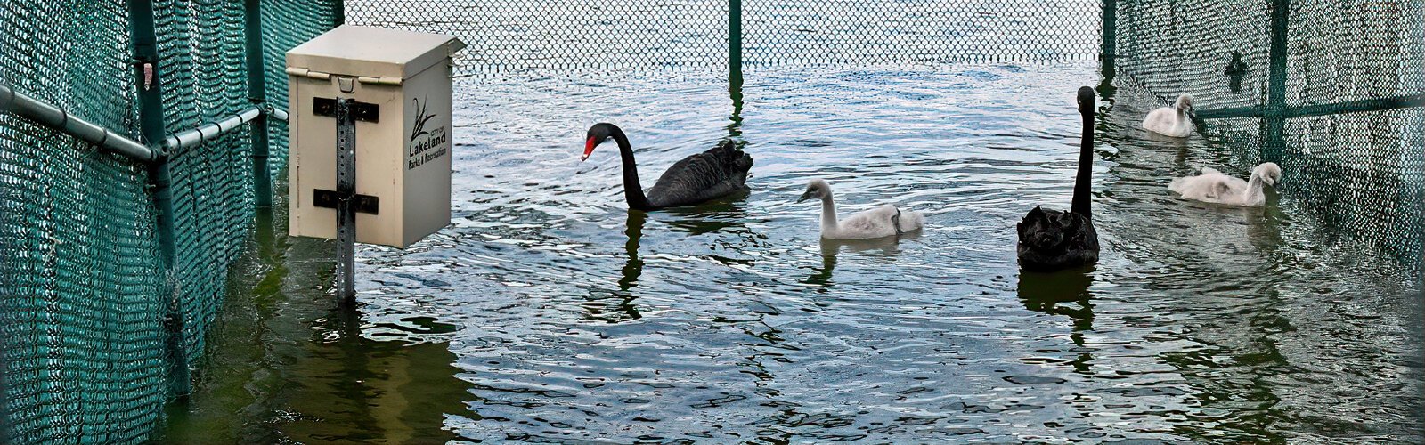 Shortly after hatching, baby swans, called cygnets, and their parents are safely ensconced in a covered pen at the water’s edge of the lake to protect them from predators.