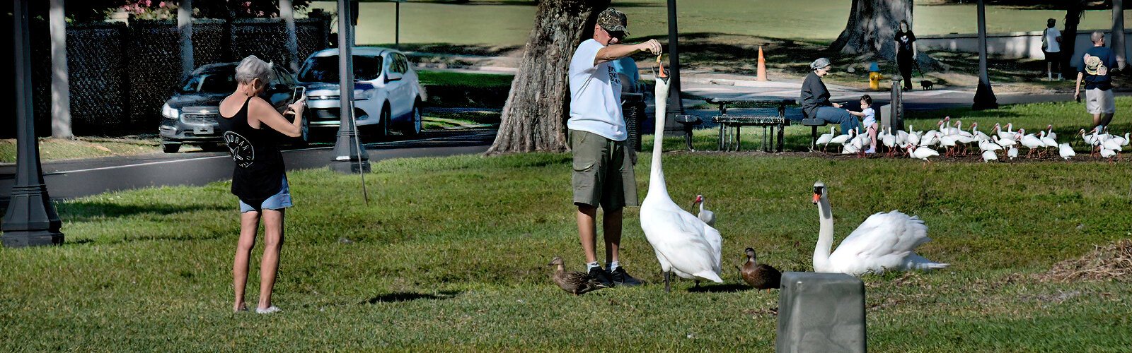 Because feeding bread to waterfowl contributes to health issues, the City of Lakeland recommends visitors instead bring lettuce or peas or buy bird food at dispensers posted around the lake.